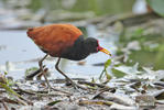 Wattled Jacana