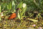 Wattled Jacana