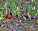 Wattled Jacana