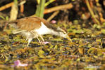 Wattled Jacana