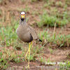 Wattled Plover