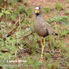 Wattled Plover