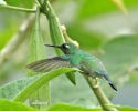 Wedge-billed Hummingbird