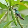 Wedge-billed Hummingbird