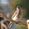 Western Bluebird