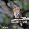 Western Bluebird