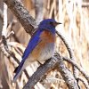 Western Bluebird