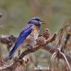 Western Bluebird