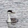 Western Grebe