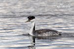 Western Grebe