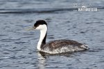 Western Grebe