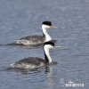 Western Grebe