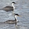 Western Grebe