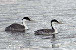 Western Grebe