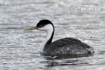 Western Grebe