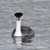 Western Grebe