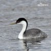 Western Grebe