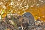 Western Hedgehog