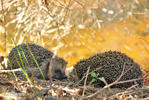 Western Hedgehog