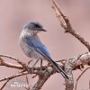 Western Scrub-Jay