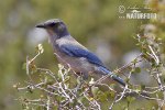 Western Scrub-Jay