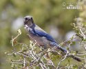 Western Scrub-Jay