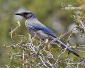 Western Scrub-Jay