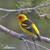 Western Tanager