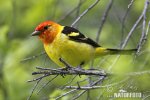 Western Tanager