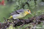 Western Tanager