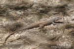 Western Whiptail