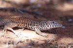 Western Whiptail