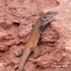 Western Whiptail