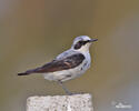 Wheatear