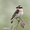 Whinchat