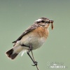 Whinchat