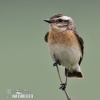 Whinchat