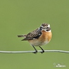 Whinchat