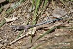 Whiptail