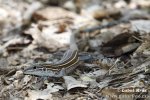 Whiptail