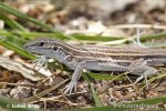 Whiptail