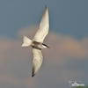 Whiskered Tern