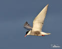 Whiskered Tern