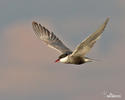 Whiskered Tern