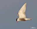 Whiskered Tern