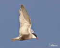 Whiskered Tern