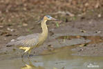 Whistling Heron