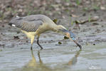 Whistling Heron