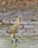 Whistling Heron