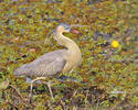 Whistling Heron